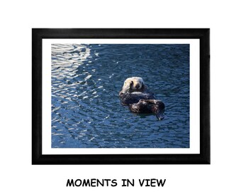 Boat Reflection and Otter