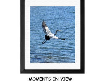 Great Blue Heron in Flight