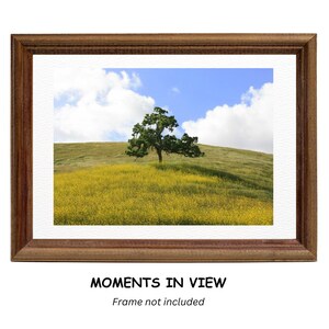 Oak and Wildflowers