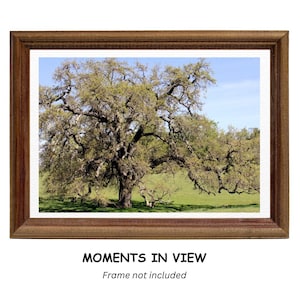Grand Old Oak