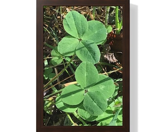 Four Leaf Clover Photo Print: Botanical Wall Art, Lucky Shamrock