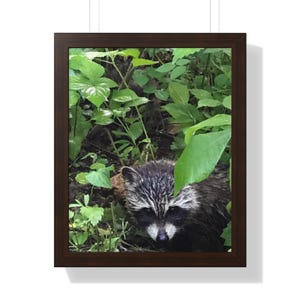 Raccoon Photography Print: Rustic Woodland Animal Wall Art