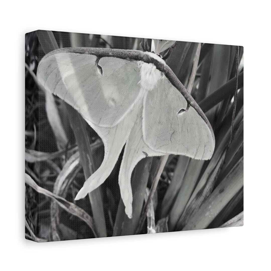 Canvas Print | Black and White Luna Moth Nature Photography Wall Art ...