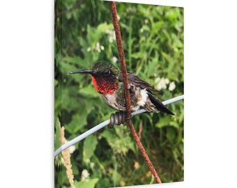 Hummingbird Canvas Print: Nature Photography Wall Art