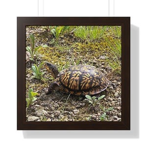 Turtle Photography Print: Framed Wildlife Wall Art, Coastal Cabin Decor