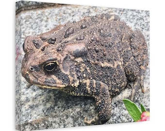Toad Canvas Print: Nature Lover Wall Art