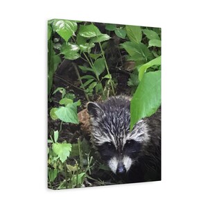 Canvasafdruk wasbeer: op de natuur geïnspireerde muurkunst