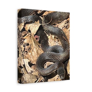 Black Snake Canvas Print: Nature Lover Wall Art