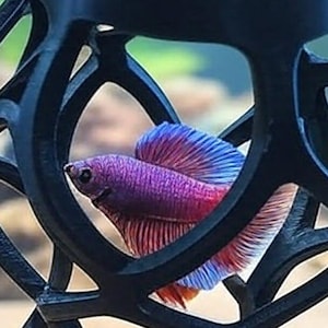 Floating Fish Playground | Betta, Guppies, Small Fish Hide and Rest | Aquarium Tank Decor with Frozen/Worm Feeder Insert