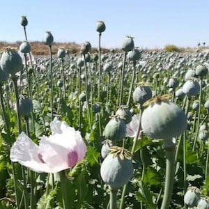 Könnte beinhalten: Ein Feld mit Mohnpflanzen mit grünen Stielen und runden, grauen Samenkapseln. Eine weiße Mohnblume blüht.
