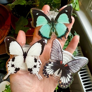 May include: Three butterfly specimens encased in clear acrylic. The butterflies are a black and white butterfly, a black and white butterfly with orange accents, and a light blue butterfly with black markings.