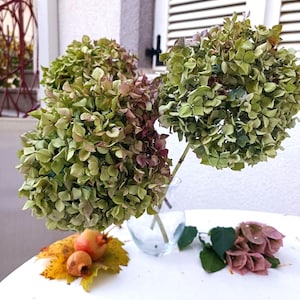 Dried Hydrangea Bouquet: Natural Green-Bordo Floral Arrangement, 4 Stems