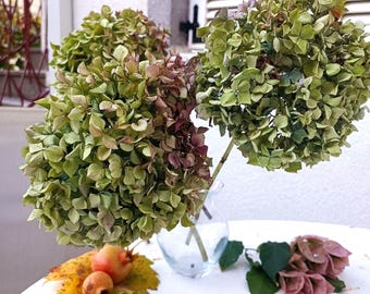 Ramo de hortensias secas: arreglo floral natural verde-bordo, 4 tallos
