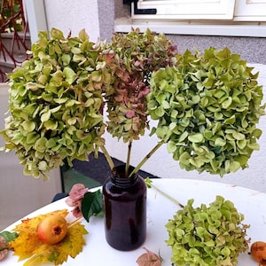 3 Stems Dried Hydrangea: Green-Bordo Tone, Fall Table Decor
