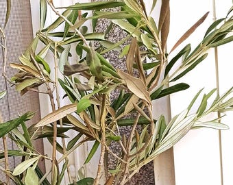 Natural Preserved Dried Olive Branch, Table Home Decor