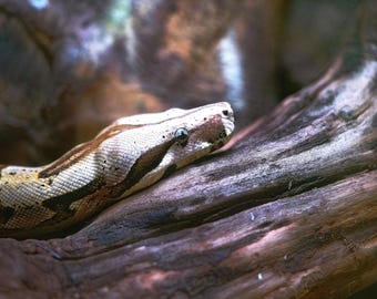 Rainforest Boa Snake Photography Print, Tropical Reptile Wall Art