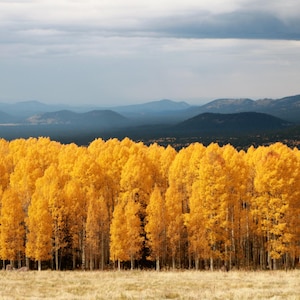 May include: A scenic landscape featuring a vibrant display of autumn foliage. A dense forest of trees with bright yellow leaves dominates the foreground, contrasted by a backdrop of distant mountains under a cloudy sky.