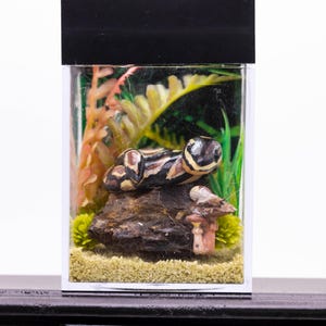 May include: A miniature terrarium with a reptile figurine. The clear, rectangular tank features a black top and contains a small reptile resting on a rock, surrounded by artificial plants and sand. The terrarium sits on a black surface.
