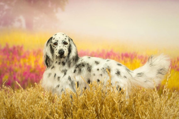 dollhouse miniature dogs