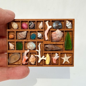 Puede incluir: Un expositor de madera lleno de varias conchas marinas, coral y vidrio marino. La colección incluye una variedad de formas, tamaños y colores, incluyendo blanco, rosa, naranja y verde. El expositor es sostenido por una mano.
