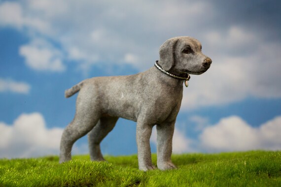 small weimaraner
