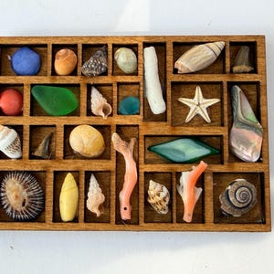 Puede incluir: Una vitrina de madera llena de varias conchas marinas, vidrio de mar y coral. La colección incluye una estrella de mar, un diente de tiburón y varios tipos de conchas en tonos blancos, marrones, naranjas y azules. La vitrina es de madera marrón claro.