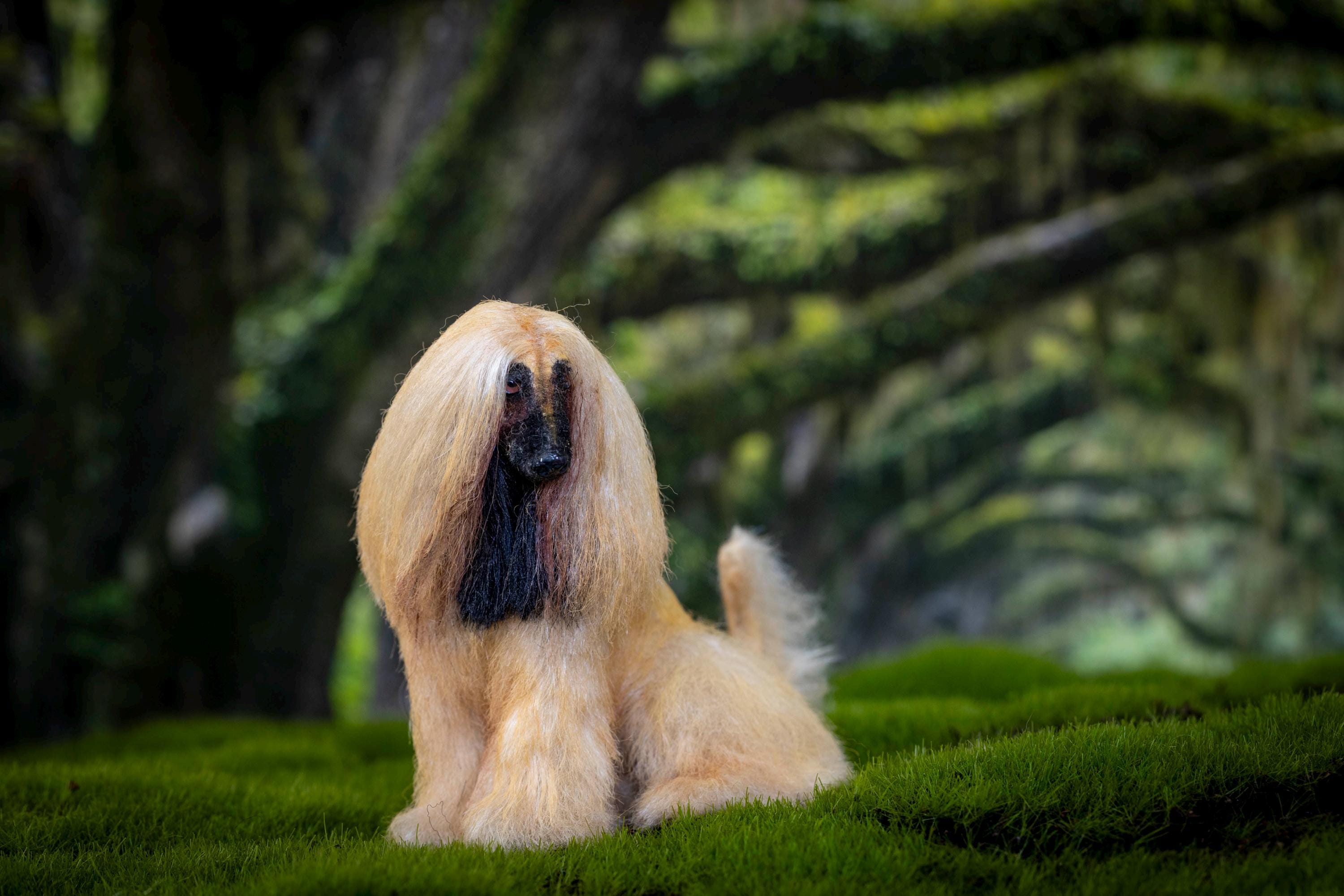 Afghan Dog Miniature