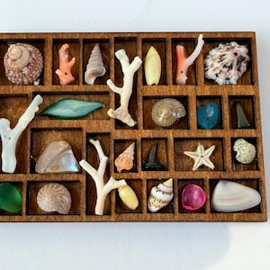 Puede incluir: Una caja de exhibición de madera llena de varias conchas marinas, corales y vidrio marino. La colección incluye conchas en espiral, estrellas de mar y piezas de coral coloridas, dispuestas en compartimentos individuales. La caja es de madera oscura.