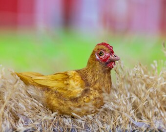 1:12 Scale Dollhouse Miniature Buff Orpington Chicken Hen Artist Made Flocked Feathered OOAK