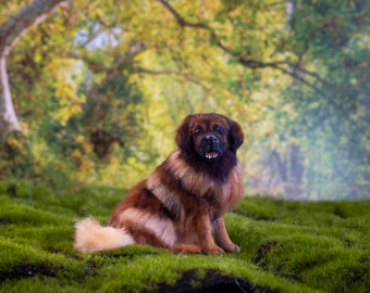 Dollhouse Miniature Sitting Leonberger Artist Sculpted Furred OOAK Dog 1:12 Scale