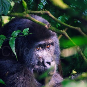Gorilla Wall Art Portrait (UNFRAMED) – Emotional Wildlife Photography Wall Art – Green Calm Serene Jungle Animal Print Fine Art Poster