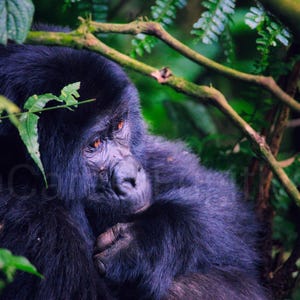Gorilla Wall Art Portrait (UNFRAMED) – Emotional Wildlife Photography Wall Art – Green Calm Serene Jungle Animal Print Fine Art Poster