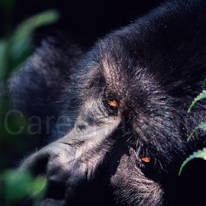 Gorilla Wall Art Portrait (UNFRAMED) – Emotional Wildlife Photography Wall Art – Green Calm Serene Jungle Animal Print Fine Art Poster