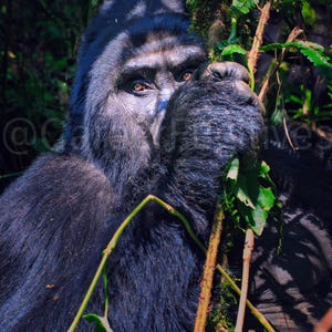 Gorilla Wall Art Portrait (UNFRAMED) – Emotional Wildlife Photography Wall Art – Green Calm Serene Jungle Animal Print Fine Art Poster