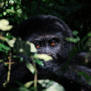 Gorilla Wall Art Portrait (UNFRAMED) – Emotional Wildlife Photography Wall Art – Green Calm Serene Jungle Animal Print Fine Art Poster