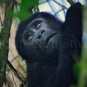 Gorilla Wall Art Portrait (UNFRAMED) – Emotional Wildlife Photography Wall Art – Green Calm Serene Jungle Animal Print Fine Art Poster