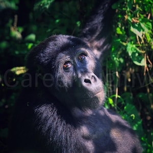 Gorilla Wall Art Portrait (UNFRAMED) – Emotional Wildlife Photography Wall Art – Green Calm Serene Jungle Animal Print Fine Art Poster