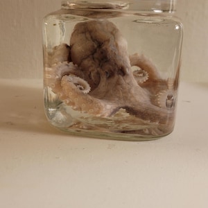 wet specimen octopus