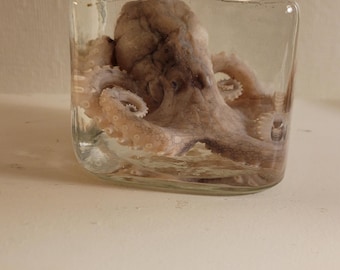 wet specimen octopus
