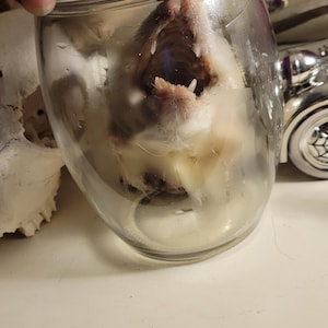 small opossum head