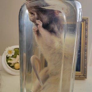 大きなネズミ