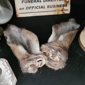 Peut inclure: Deux pattes de lapin marron et grises sont présentées sur une surface noire. Les pattes sont placées côte à côte, mettant en valeur leur fourrure et leurs détails naturels. L'image comprend d'autres objets, comme une pancarte avec "FUNERAL DIRECTOR on OFFICIAL BUSINESS."