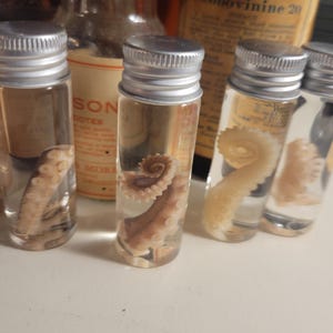 wet specimen octopus tentacle.