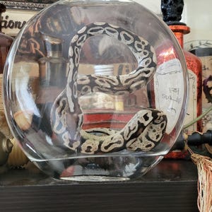 May include: A clear glass jar with a cork stopper containing a coiled snake. The jar is on a dark wooden shelf with other jars and books.