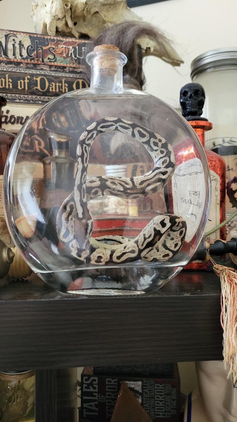 May include: A clear glass jar with a cork stopper containing a coiled snake. The jar is on a dark wooden shelf with other jars and books.