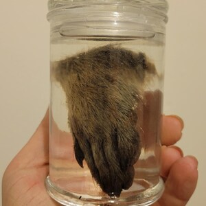 Waschbär Fuß