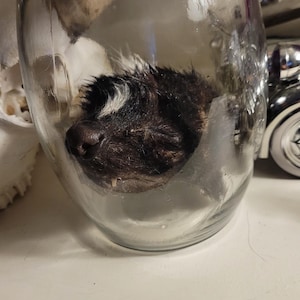 skunk head