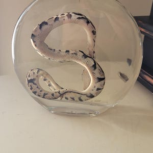 May include: A clear glass bottle with a cork stopper containing a preserved white and black snake.