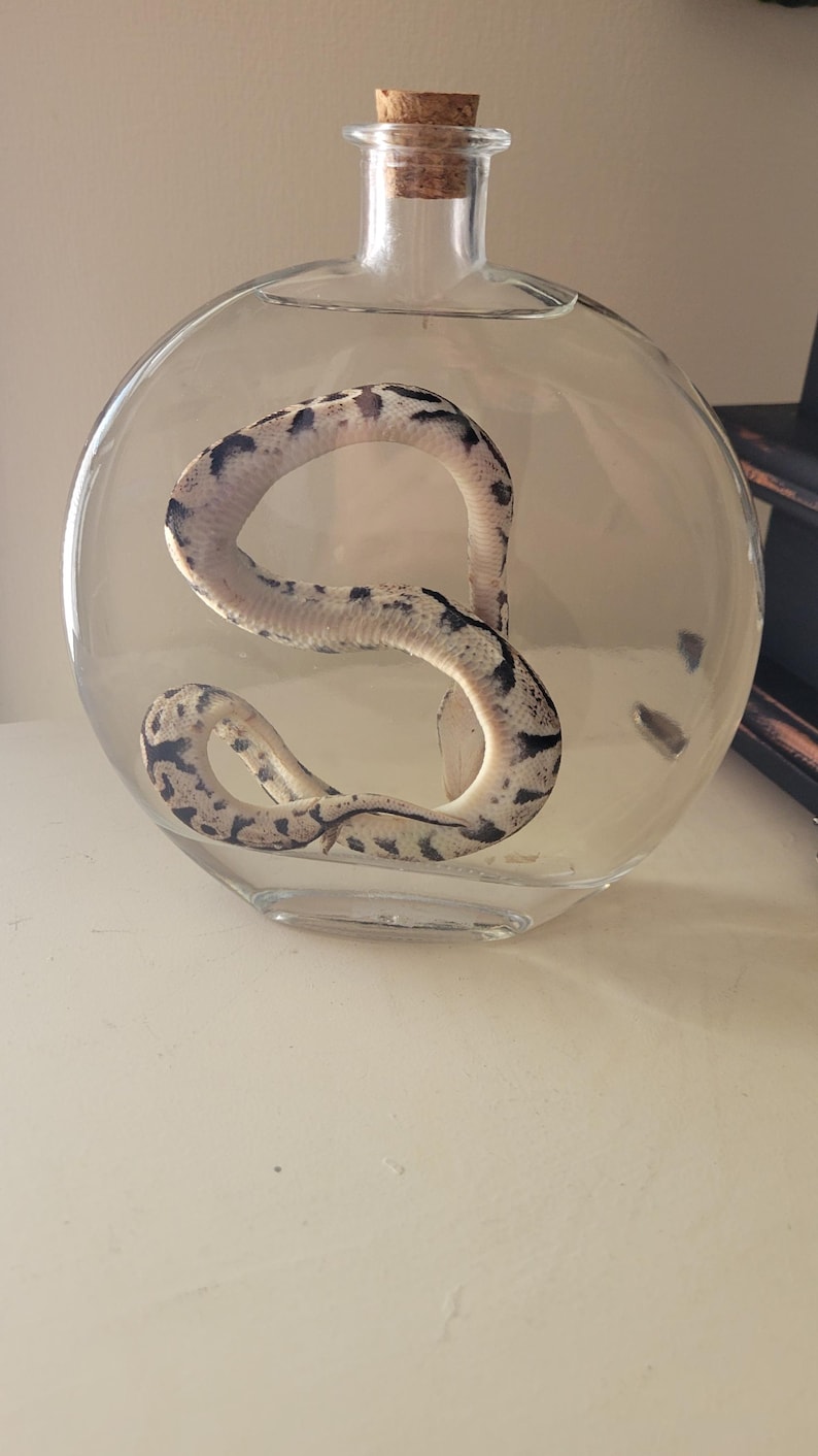 May include: A clear glass bottle with a cork stopper containing a preserved white and black snake.