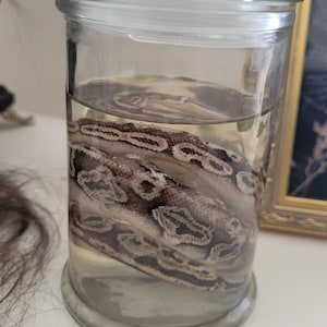 May include: A clear glass jar with a lid, containing a preserved snake submerged in liquid. The snake has a brown and tan pattern. The jar is on a white surface.